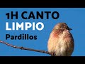 1h CANTO de PARDILLOS 🐦 (Chant linotte 1h)
