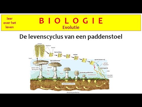 Video: Welke structuren van een paddenstoel zijn diploïde?