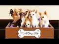 HOW 9 PUPS GOT 28,000 INSTAGRAM FOLLOWERS