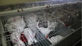 Atelier d engraissement dans un elevage industriel de lapins