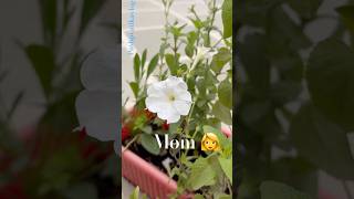 Petunias Crossing⚪️🟣 #hybridplants #floweringplants #nature #flowers #specialsongs