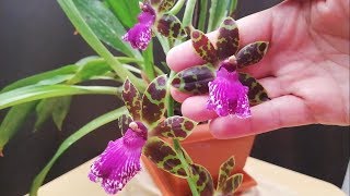 Cómo cuidar Orquideas en casa || Orquidea Zygopetalum - thptnganamst.edu.vn