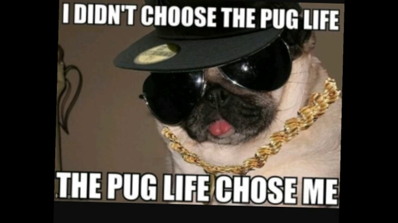 cute dog memes youtube maxresdefault cute dog memes youtube