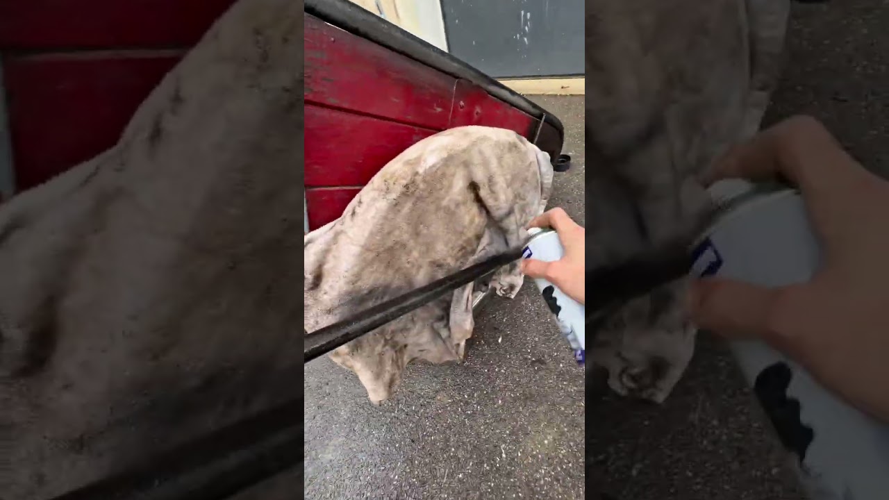 خرده رجعتها عربة كهربائية