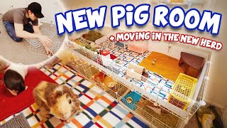 The NEW Pig Room + NEW C&C Cage