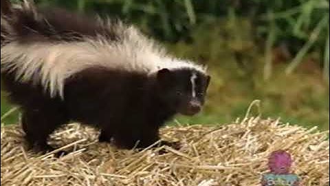 Sing And Dance Credits Comparison (Screener vs. Final Version) (V1) (Demo Version) Part 17