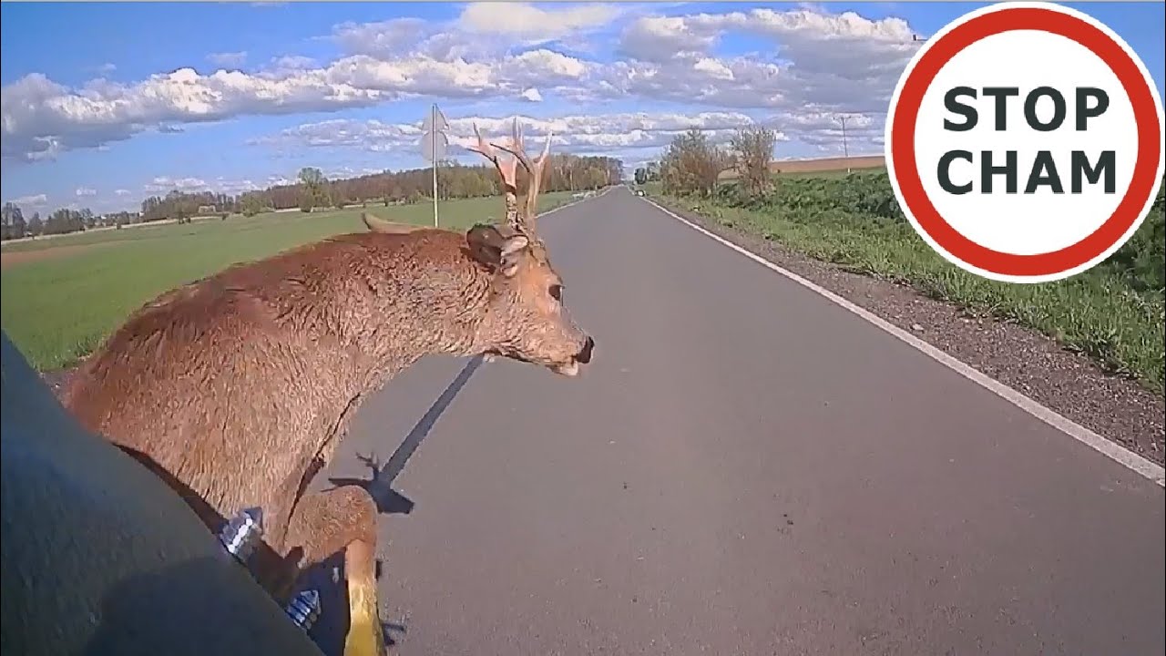 Uwaga! Zwierzęta na drodze #12 - [Nie dla wrażliwych +18]