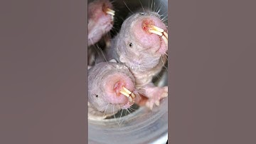 eheh #kotlc #keeperofthelostcities #bianavacker #siblings #fitzvacker #alvarvacker #books #shorts