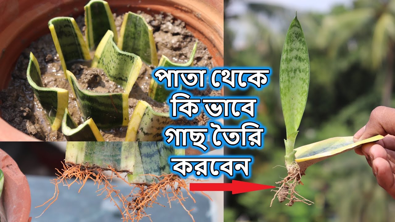 Snake Plant পাতা থেকে কি ভাবে গাছ তৈরি করবেন || Snake Plant Propagation by Leaf Cuttings - YouTube