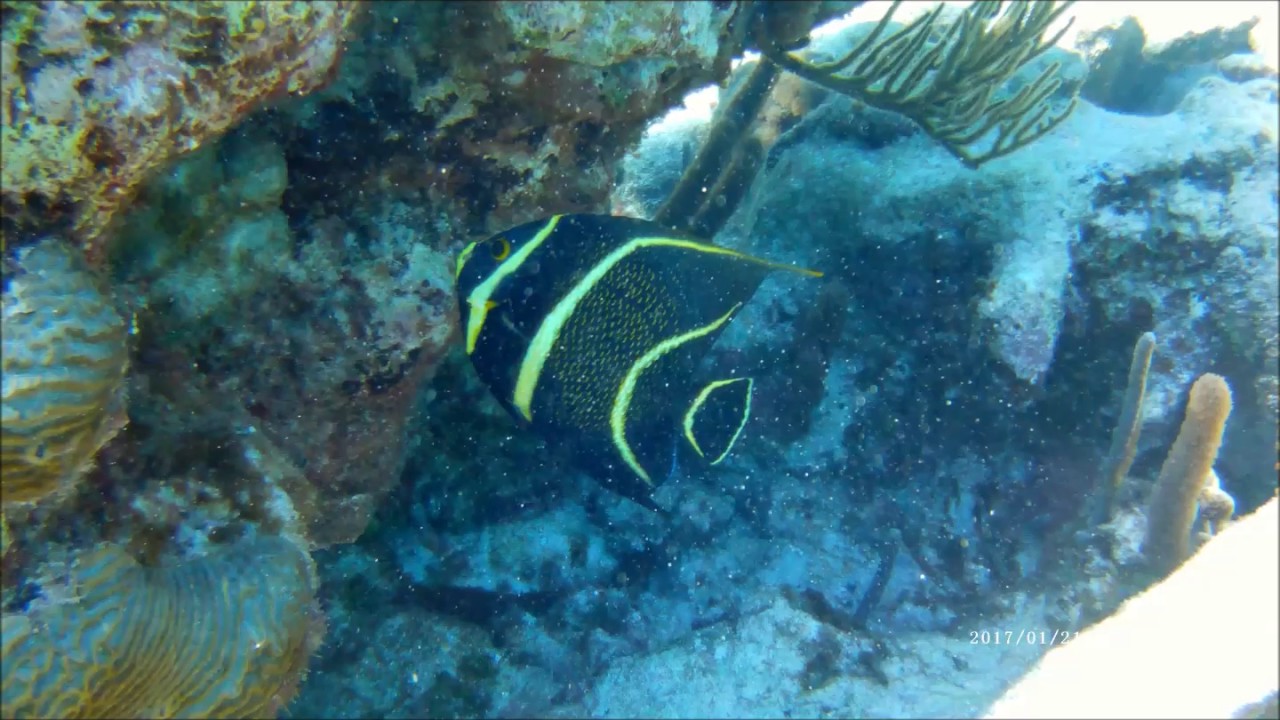 French Angelfish slow motion