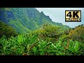 Tropical Banana Trees in the Wind | 8 HRS | 4K