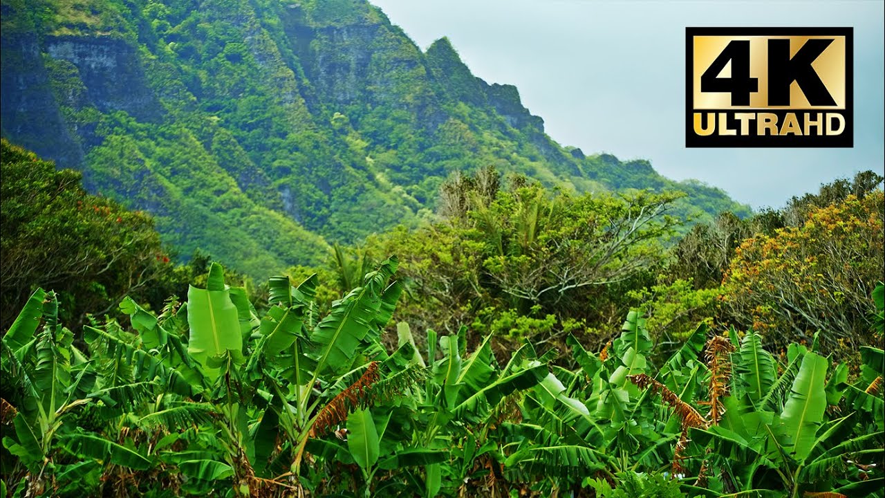 Tropical Banana Trees in the Wind | 8 HRS | 4K - YouTube