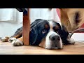 急激に元気がなくなった老犬バーニーズの現在