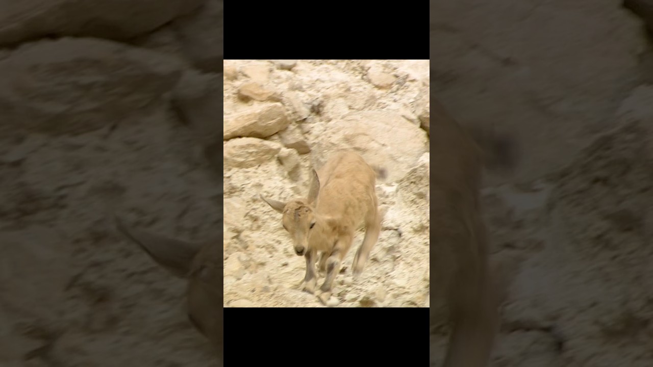 The kid has the good sense.#wildlife #animals #shorts #video