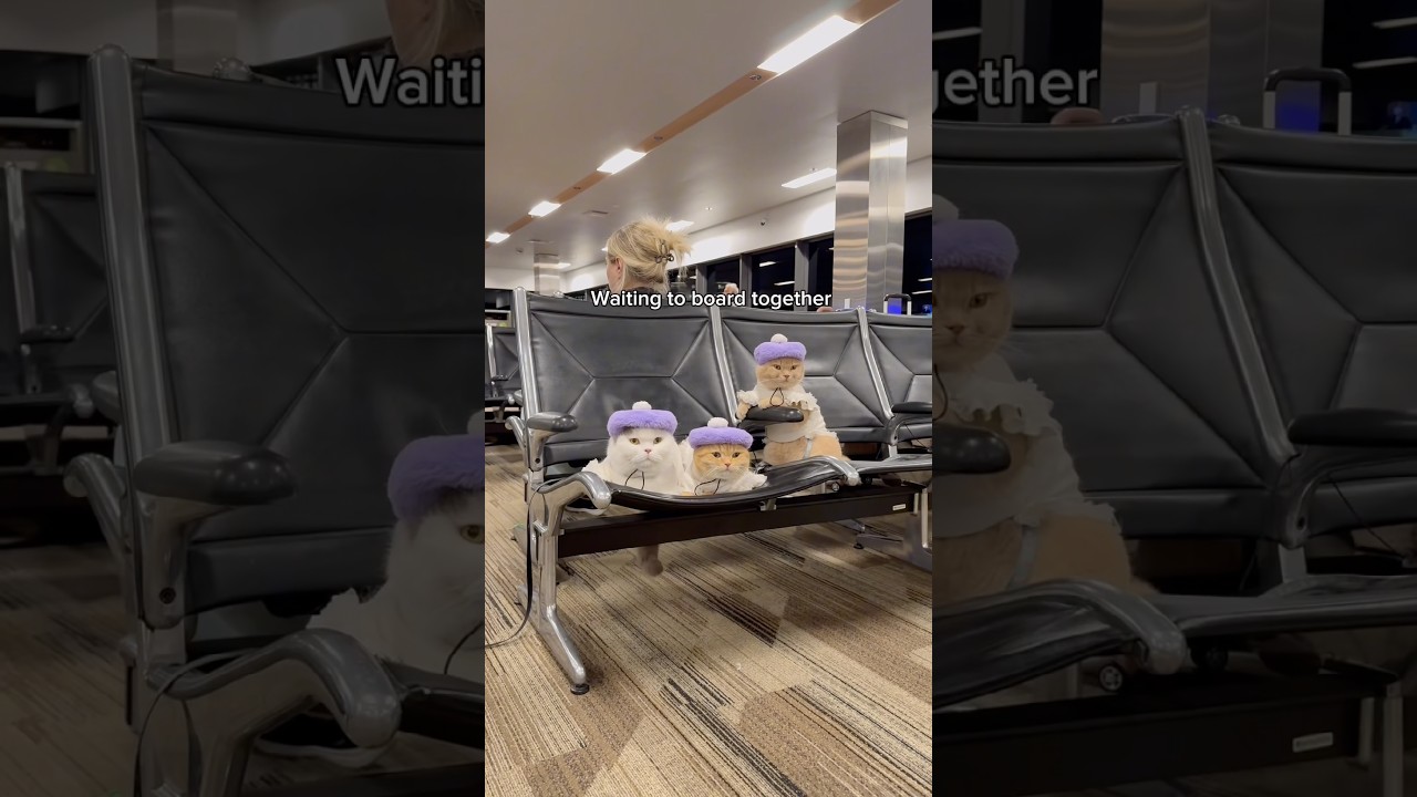 My cats travel from Seattle to New York #shorts #cats #cat #travel