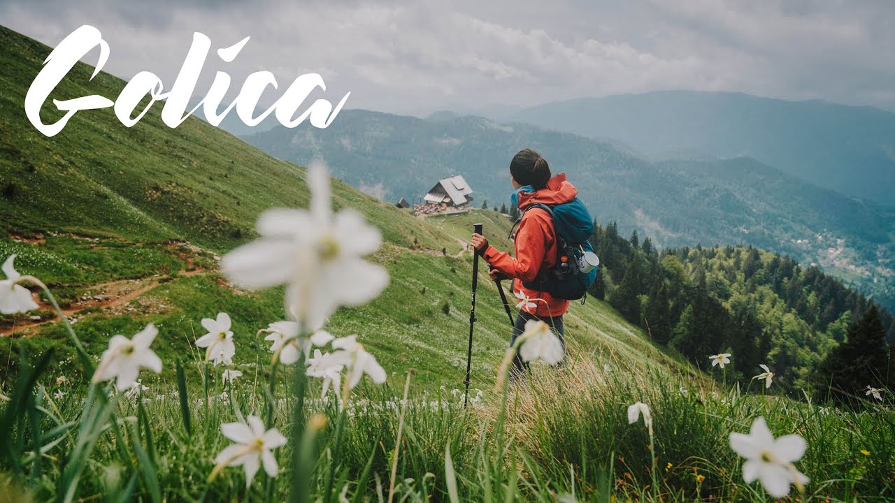 Golica - Kraljica narcisa u mističnom izadanju