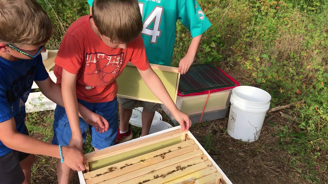 Jayden’s Bees - 24 Days Hive Inspection