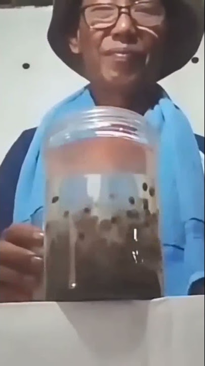 cara memilih benih pepaya. ( dengan garam ).