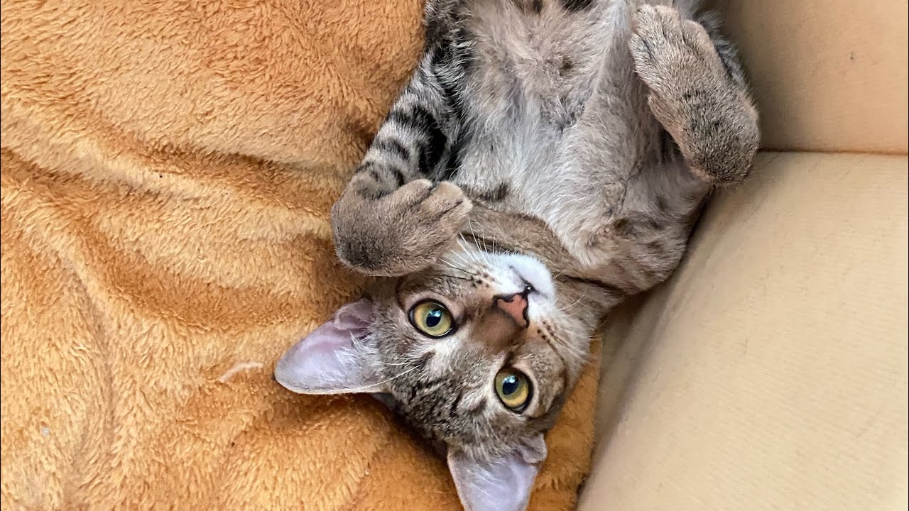 Online Assignment 3 : At the hospital (ENG3101)