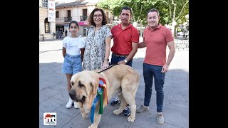 DECLARACIONES | "Gil" consigue el primer premio en la clasificación de la World Dog Show
