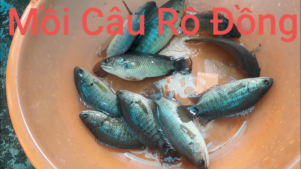 Cách làm mồi câu cá Rô Đồng hồ tự nhiên - YouTube
