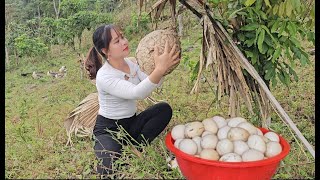 Peaceful life, collecting chicken eggs, harvesting cabbage, digging up bamboo shoots to sell
