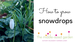 Where to grow snowdrops & snowdrop planting tips