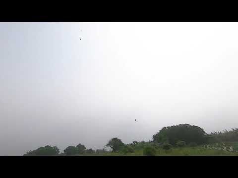 Video Black Shaheen training by Quynh Nguyen - youtube