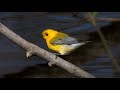 Prothonotary warbler at Point Pelee!
