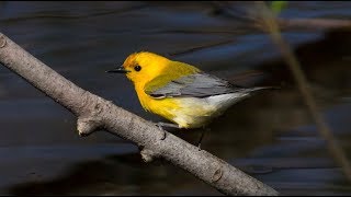 Prothonotary warbler at Point Pelee!