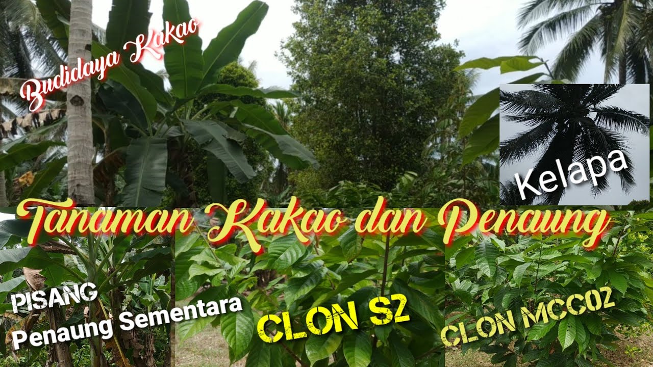 Tanaman Kakao dan Penaung