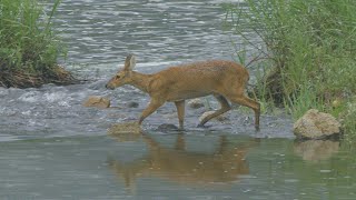 Waiting for wild animals beside the river l DMZ documentary Making l Korean water deer l (ENG CC)