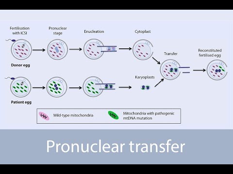 Video: Hva er pronukleært i biologi?