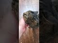 Акула Серая #cat и Коричневая #dog