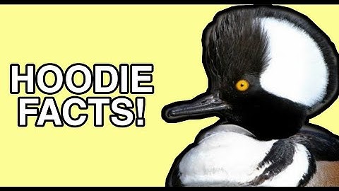 The Life of the Hooded Merganser - Duck Facts