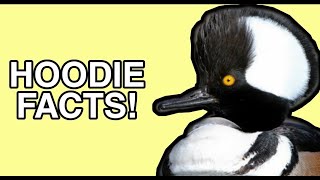 The Life of the Hooded Merganser  Duck Facts