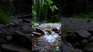 ASMR Mountain Stream - Flowing Water & Gentle Breeze for Sleep & Focus #ASMR #NatureASMR