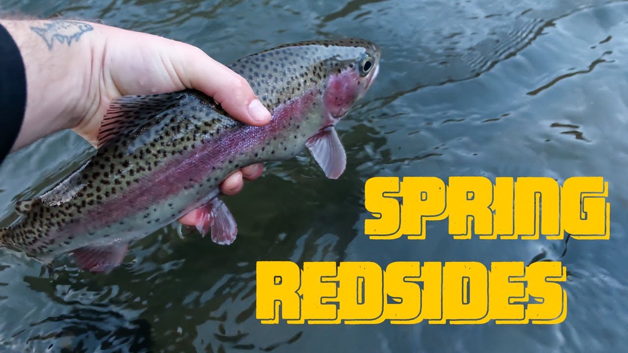 SPRING REDSIDES  Fly Fishing for Native Trout in Early Spring on the Lower  Deschutes River 