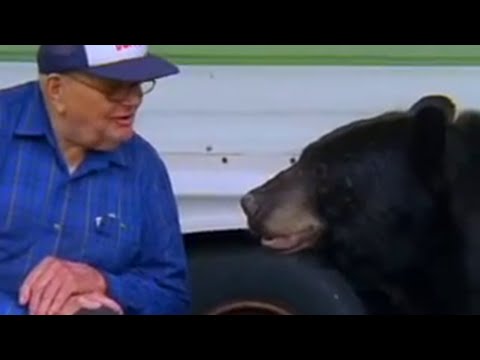 The man who feeds wild Black Bears - Bear Crime - BBC Animals