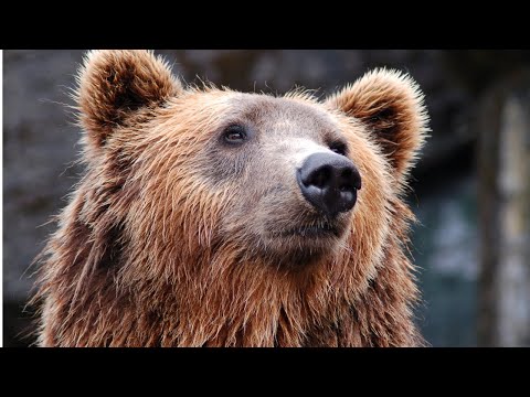 Video: Mitä Tehdä, Kun Tapaat Karhun