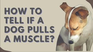 how do you tell if your dog has a pulled muscle