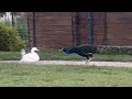 Close Call! My Duck meeting a Peacock for the first time!