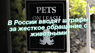 В России вводят штрафы за жесткое обращение с животными