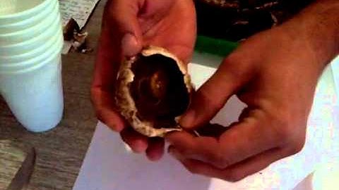 Growing Mushrooms at Home with Deon - PART 2