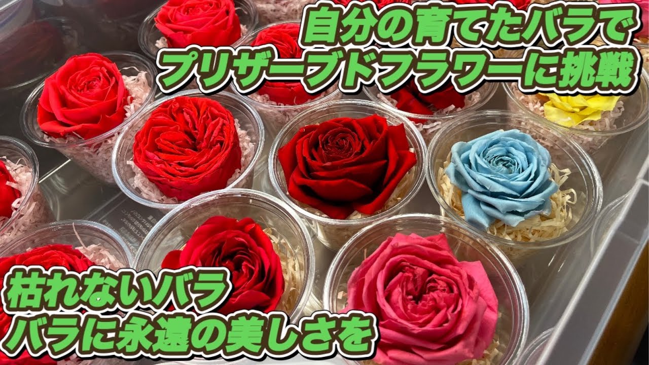 【プリザーブドフラワー】自分で育てたバラでプリザーブドフラワーを作りました！（枯れないバラ　バラに永遠の美しさを）