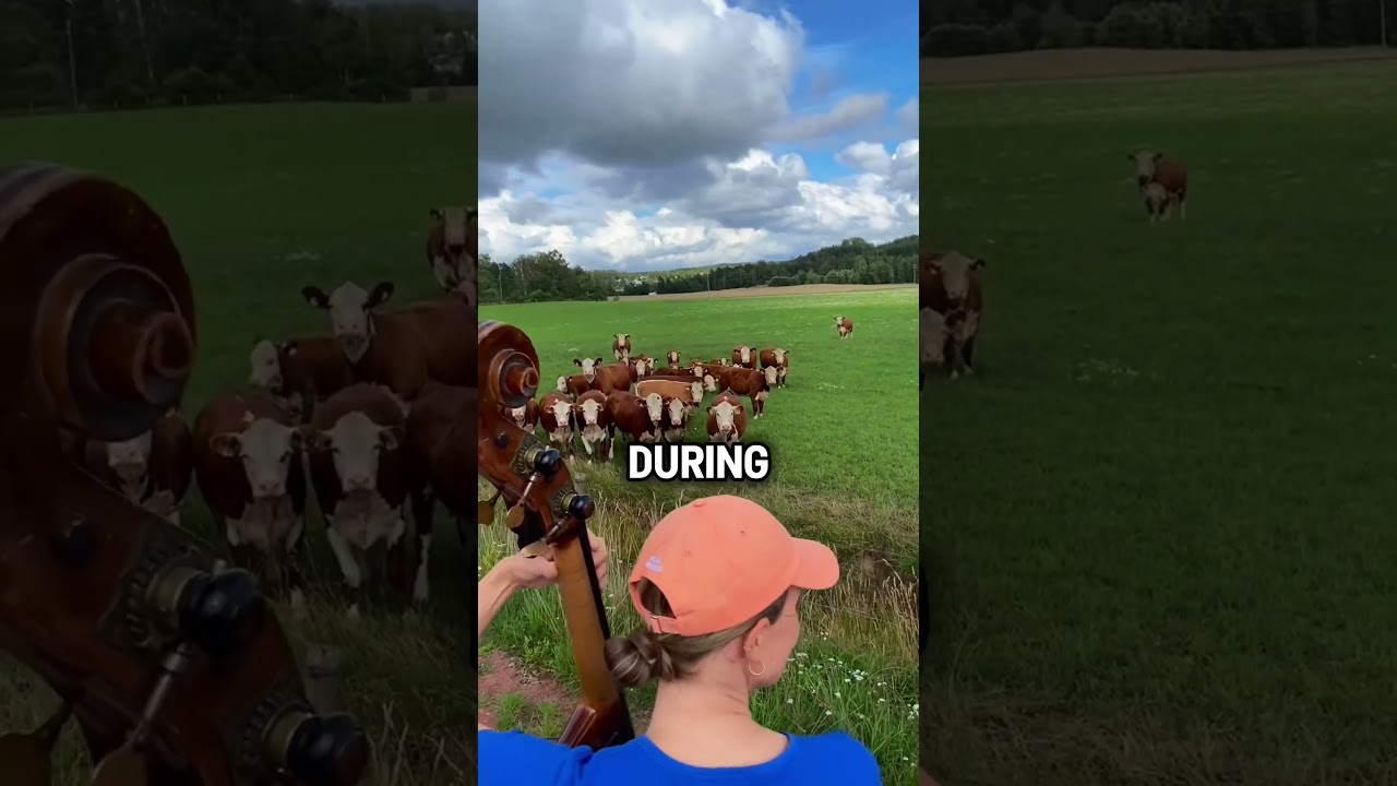 Why Cows Like Music