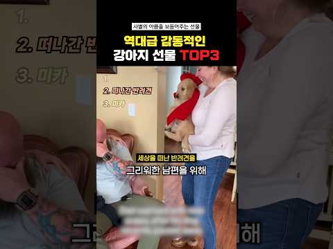 역대급 감동적인 강아지선물Top3#랭킹쇼츠 thumbnail