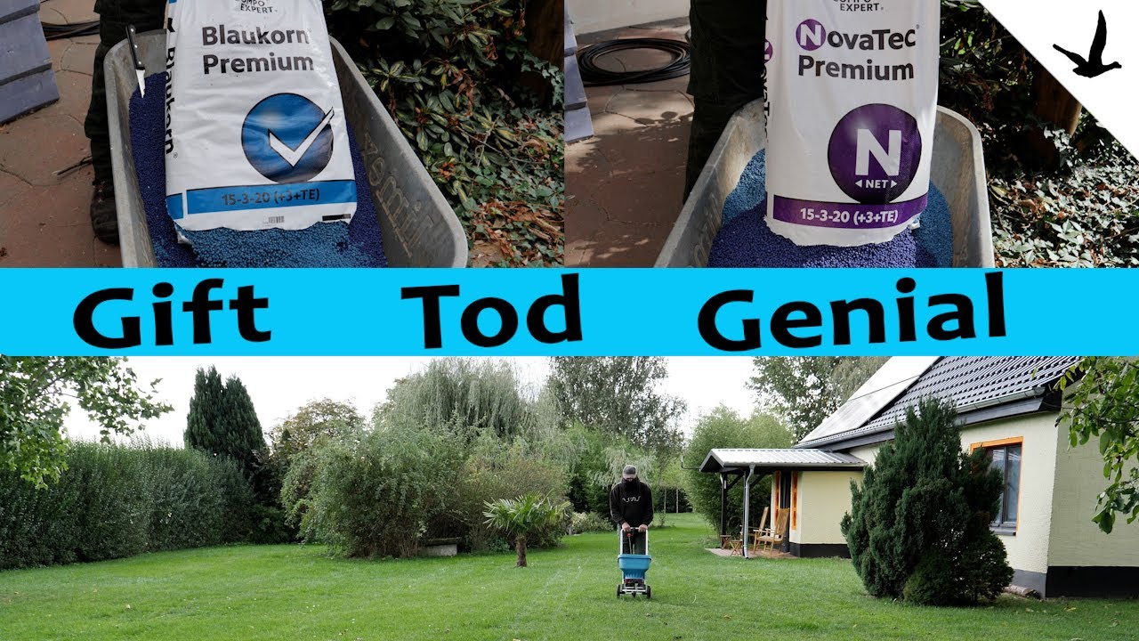 Blaukorn Dünger als Rasendünger ✅Gift und Tod oder einfach genial.