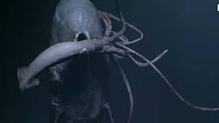 Journey To The Depths Exploring The Worlds Largest Sea Creatures - Josesea