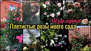 Плетистые розы моего сада. Обзор сортов с названиями